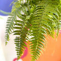 Giant Sword Fern - Nephrolepis biserrata ‘Macho’ - Sprouts of Bristol