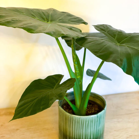 Giant Upright Elephant Ear - Alocasia odora - Sprouts of Bristol