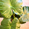 Giant Upright Elephant Ear - Alocasia odora - Sprouts of Bristol