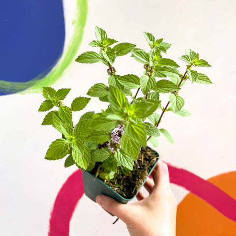 Ginger Mint - Mentha x gracilis - Cotswolds Grown Culinary Herbs - Sprouts of Bristol