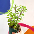 Ginger Mint - Mentha x gracilis - Cotswolds Grown Culinary Herbs - Sprouts of Bristol