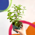 Ginger Mint - Mentha x gracilis - Cotswolds Grown Culinary Herbs - Sprouts of Bristol