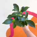 Ginseng Bonsai - Ficus microcarpa 'Ginseng' - Sprouts of Bristol