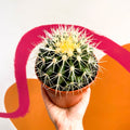 Golden Barrel Cactus - Echinocactus grusonii - Sprouts of Bristol