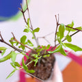 Golden Bell - Forsythia × intermedia 'Spectabilis' - Deciduous Shrub - Sprouts of Bristol