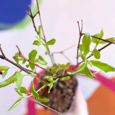 Golden Bell - Forsythia × intermedia 'Spectabilis' - Deciduous Shrub - Sprouts of Bristol