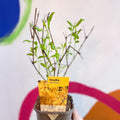 Golden Bell - Forsythia × intermedia 'Spectabilis' - Deciduous Shrub - Sprouts of Bristol