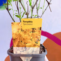Golden Bell - Forsythia × intermedia 'Spectabilis' - Deciduous Shrub - Sprouts of Bristol