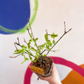 Golden Bell - Forsythia × intermedia 'Spectabilis' - Deciduous Shrub - Sprouts of Bristol
