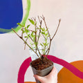 Golden Bell - Forsythia × intermedia 'Spectabilis' - Deciduous Shrub - Sprouts of Bristol