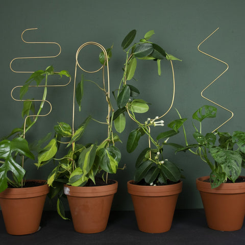 Golden Plant Stake - Pin - Sprouts of Bristol