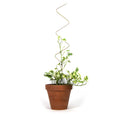 Golden Plant Stake - ZigZag - Sprouts of Bristol