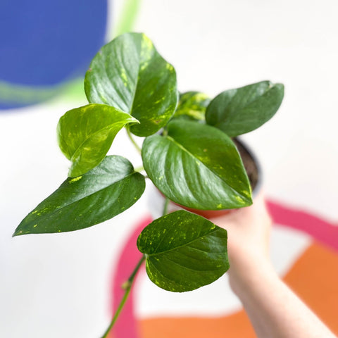 Golden Pothos - Epipremnum aureus - British Grown - Sprouts of Bristol