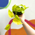 Golden Queen Pothos - Scindapsus aureus 'Golden Queen' - British Grown - Sprouts of Bristol
