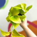 Golden Queen Pothos - Scindapsus aureus 'Golden Queen' - British Grown - Sprouts of Bristol
