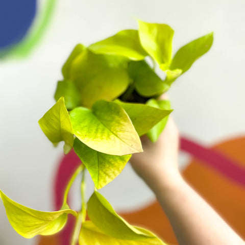 Golden Queen Pothos - Scindapsus aureus 'Golden Queen' - British Grown - Sprouts of Bristol