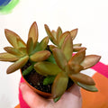 Golden Sedum - Sedum adolphi - Sprouts of Bristol