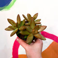 Golden Sedum - Sedum adolphi - Sprouts of Bristol