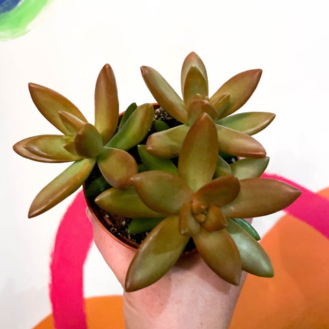 Golden Sedum - Sedum adolphi - Sprouts of Bristol