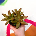 Golden Sedum - Sedum adolphi - Sprouts of Bristol