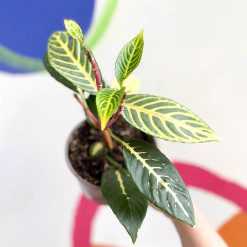 Golden Vein Plant - Sanchezia nobilis - British Grown - Sprouts of Bristol