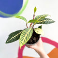 Golden Vein Plant - Sanchezia nobilis - British Grown - Sprouts of Bristol