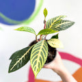 Golden Vein Plant - Sanchezia nobilis - British Grown - Sprouts of Bristol
