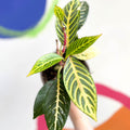 Golden Vein Plant - Sanchezia nobilis - British Grown - Sprouts of Bristol