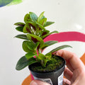 Goldfish Plant - Nematanthus 'Apres' - Welsh Grown - Sprouts of Bristol
