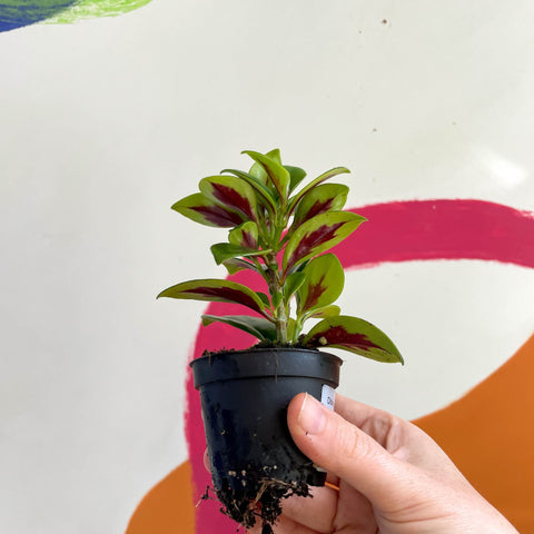 Goldfish Plant - Nematanthus 'Apres' - Welsh Grown - Sprouts of Bristol