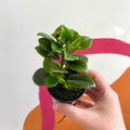 Goldfish Plant - Nematanthus 'Apres' - Welsh Grown - Sprouts of Bristol