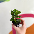Goldfish Plant - Nematanthus 'Apres' - Welsh Grown - Sprouts of Bristol