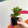 Goldfish Plant - Nematanthus 'Apres' - Welsh Grown - Sprouts of Bristol