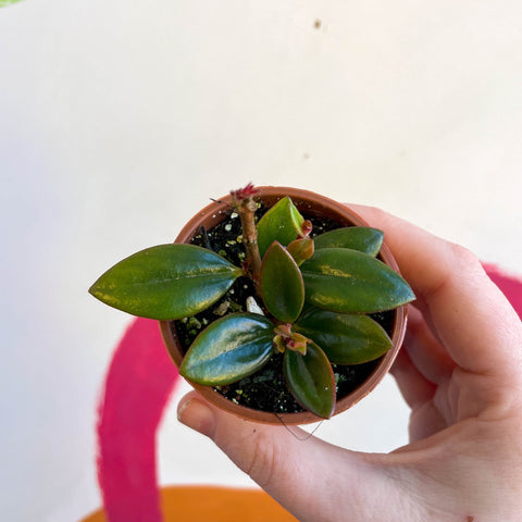Goldfish Plant - Nematanthus 'Black Magic' - Welsh Grown - Sprouts of Bristol