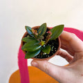 Goldfish Plant - Nematanthus 'Black Magic' - Welsh Grown - Sprouts of Bristol