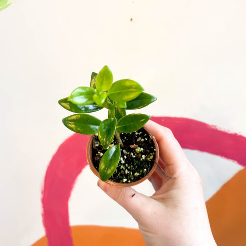 Goldfish Plant - Nematanthus 'Christmas Holly' - Welsh Grown - Sprouts of Bristol