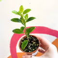 Goldfish Plant - Nematanthus 'Christmas Holly' - Welsh Grown - Sprouts of Bristol