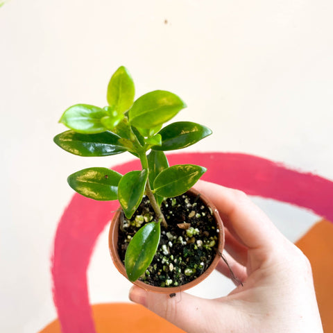 Goldfish Plant - Nematanthus 'Christmas Holly' - Welsh Grown - Sprouts of Bristol