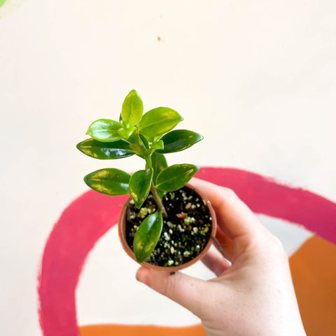 Goldfish Plant - Nematanthus 'Christmas Holly' - Welsh Grown - Sprouts of Bristol