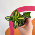 Goldfish Plant - Nematanthus gregarius variegata - Welsh Grown - Sprouts of Bristol