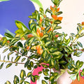 Goldfish Plant - Nematanthus gregarius variegata - Welsh Grown - Sprouts of Bristol