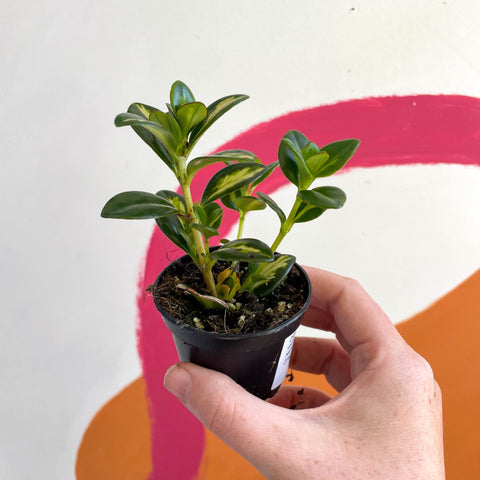 Goldfish Plant - Nematanthus gregarius variegata - Welsh Grown - Sprouts of Bristol