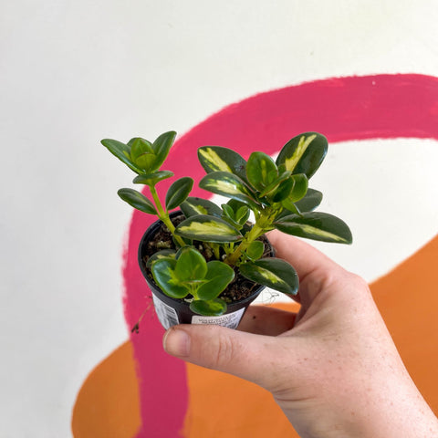 Goldfish Plant - Nematanthus gregarius variegata - Welsh Grown - Sprouts of Bristol