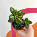 Goldfish Plant - Nematanthus gregarius variegata - Welsh Grown - Sprouts of Bristol