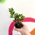 Goldfish Plant - Nematanthus gregarius - Welsh Grown - Sprouts of Bristol