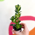 Goldfish Plant - Nematanthus gregarius - Welsh Grown - Sprouts of Bristol