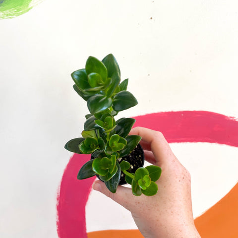 Goldfish Plant - Nematanthus gregarius - Welsh Grown - Sprouts of Bristol