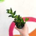 Goldfish Plant - Nematanthus gregarius - Welsh Grown - Sprouts of Bristol