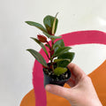 Goldfish Plant - Nematanthus perianthomega x gregarious 'Tropicana' - Welsh Grown - Sprouts of Bristol