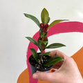 Goldfish Plant - Nematanthus perianthomega x gregarious 'Tropicana' - Welsh Grown - Sprouts of Bristol